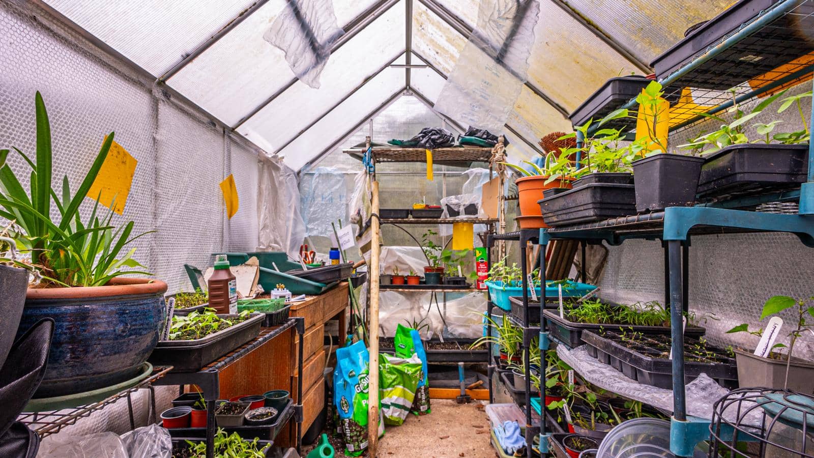 greenhouse is full of plants and gardening paraphernalia 