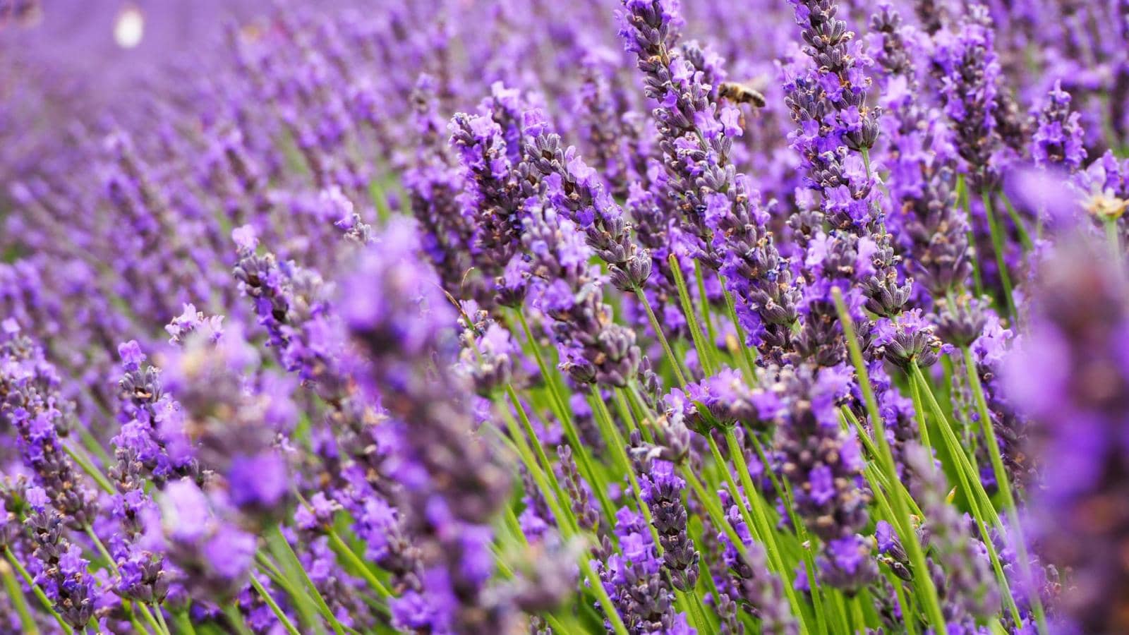 Close up to the lavenders, Hitchin