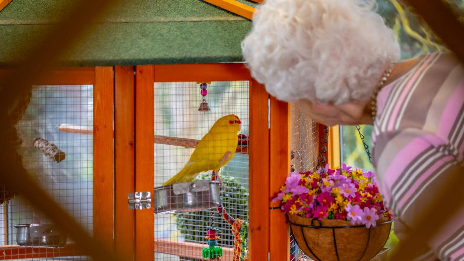 Lady saying hello to a budgie at MHA Aigburth Care Home