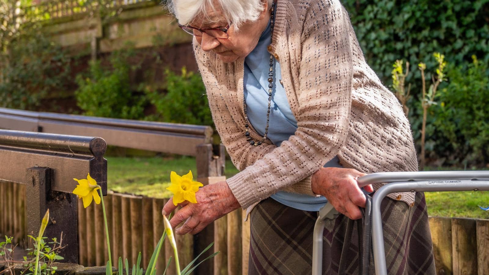 An elderly woman stands in an outdoor garden, using a walker for support with one hand while touching a yellow daffodil with the other. She wears a light blue top, beige cardigan, and plaid skirt, with glasses and short white hair. 