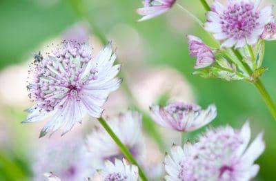 An image of purple flowers 