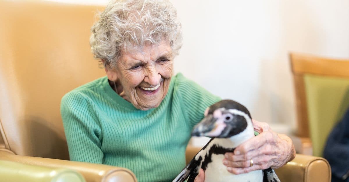 Flipper-tastic penguin visit to MHA The Homestead