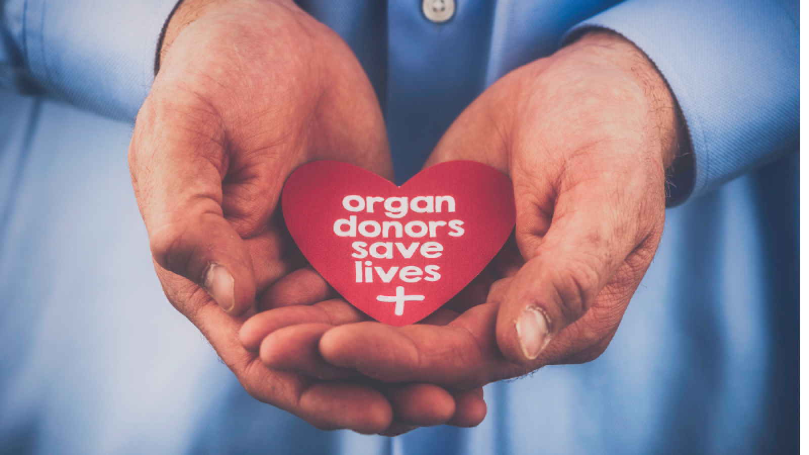 Hands hold a paper heart that reads organ donors save lives