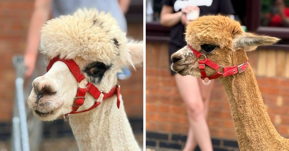 MHA Rushden Park raises over £480 with special furry visitors during picnic
